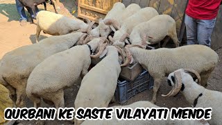 Qurbani ke saste vilayati mende available in Hyderabad | heavyweight vilayati sheep's lot available