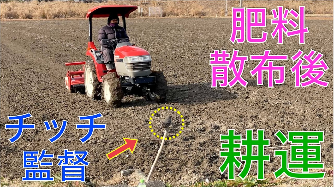2025 米作り3】肥料散布後のトラクター耕運だぞ（前編） - YouTube