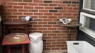 Lofi Rain Sounds + Bird Friends w/ Background Noise