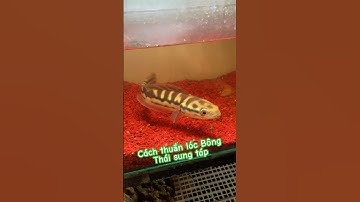 Cách thuần Lóc Bông Thái cho anh em mới nhập môn. #bumfish #giadinh #chana #locbongthai