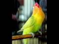 MASTERAN LOVEBIRD KASAR