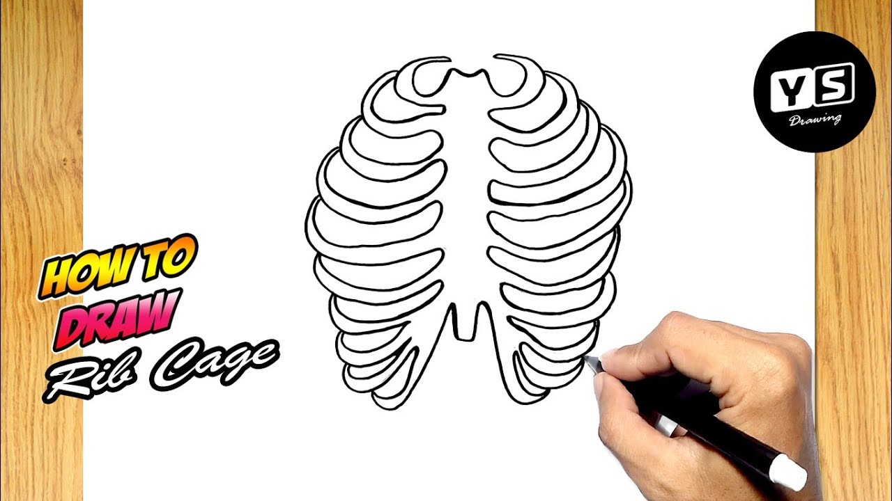 How to draw Rib Cage - YouTube