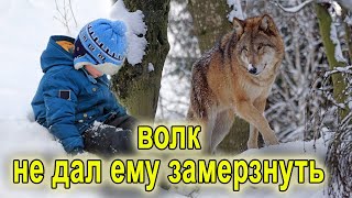 Как Волк спас замерзающего мальчика в лесу.