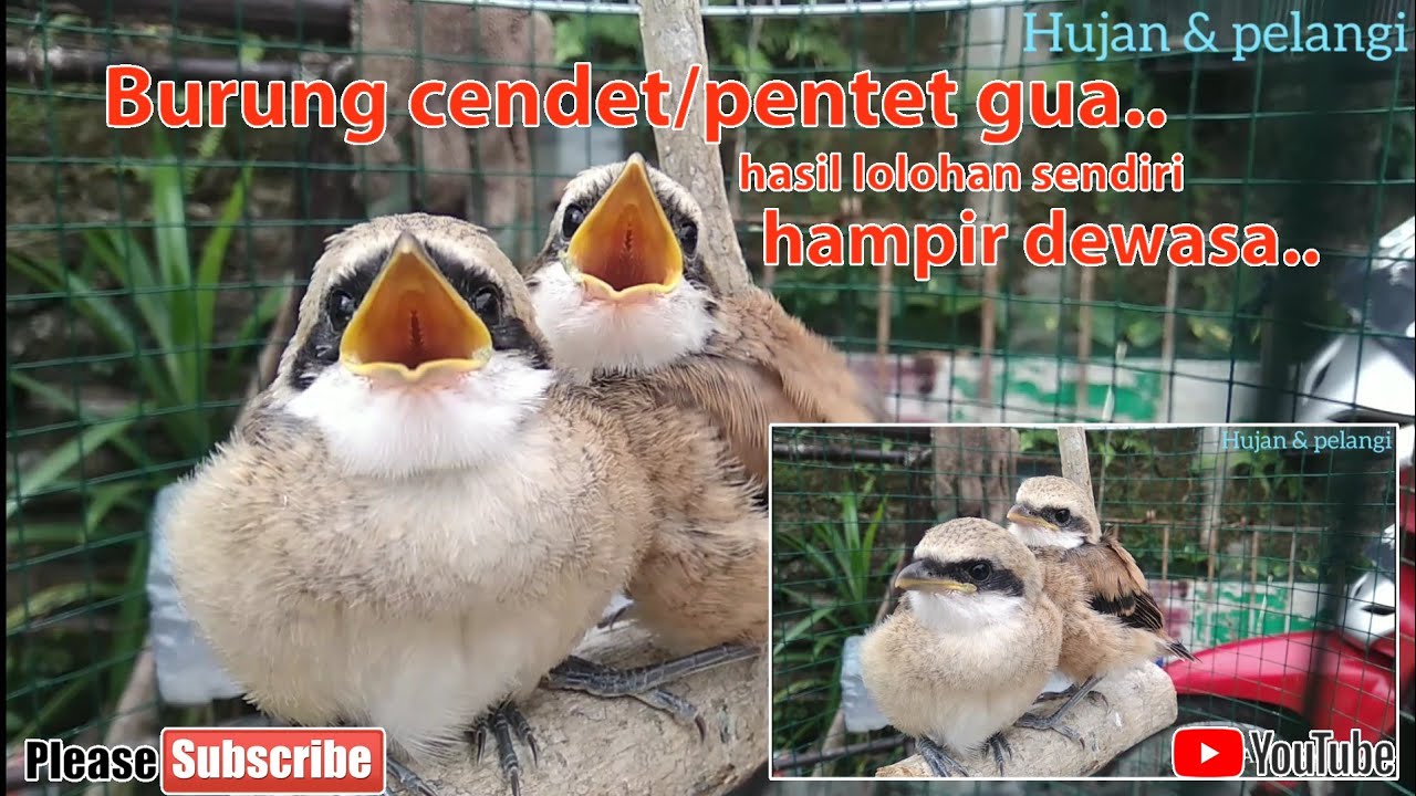 Perkembangan anakan burung cendet/pentet part 2 