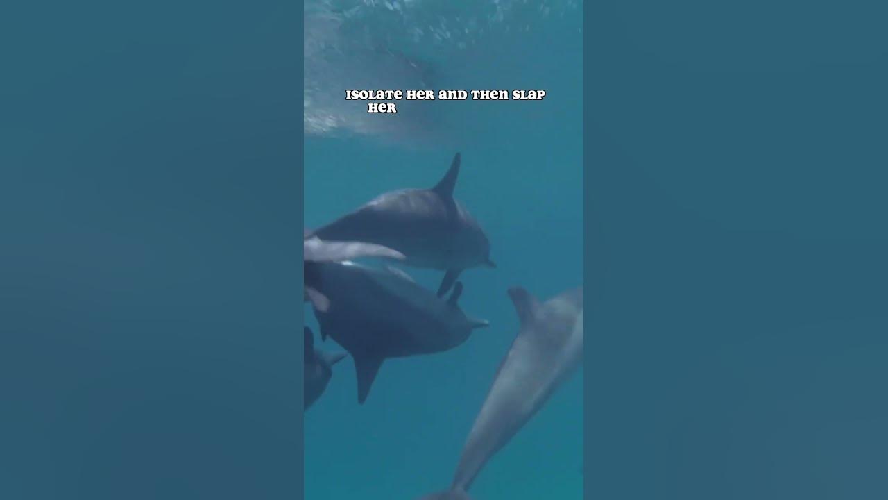 Are Dolphins Evil 😈? #terramatters #dolphin - YouTube