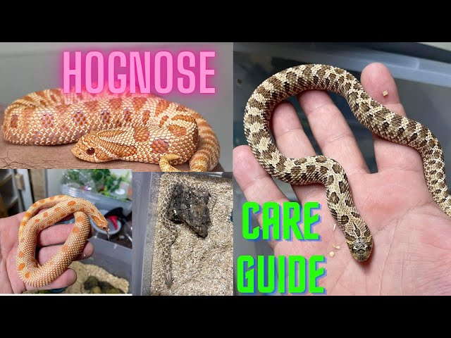 Western Hognose Snake: Care Guide Checklist for Beginners