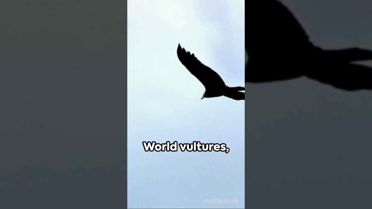 Meat Vultures: The Unsung Heroes of the Ecosystem