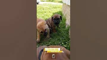 Daily Dose Of Chaos Boerboelpuppy Boerboels Boerboelbreeders 