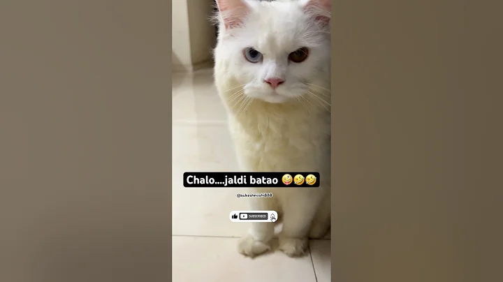 Video 11107941: persian catlover cutecat, persian cats funnycats, persian cute catlover