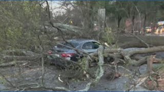 Ponce De Leon a mess with this tree down