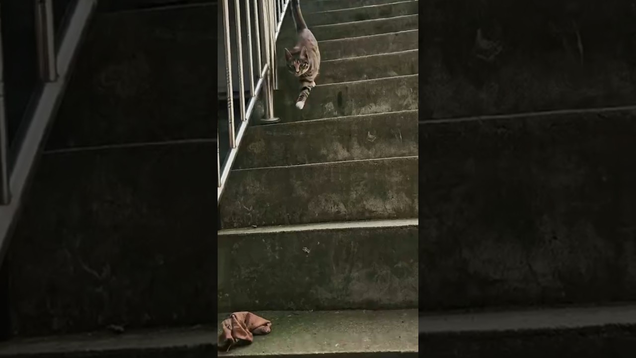 Tabby Cat Crosses Its Paws While Walking Down Stairs