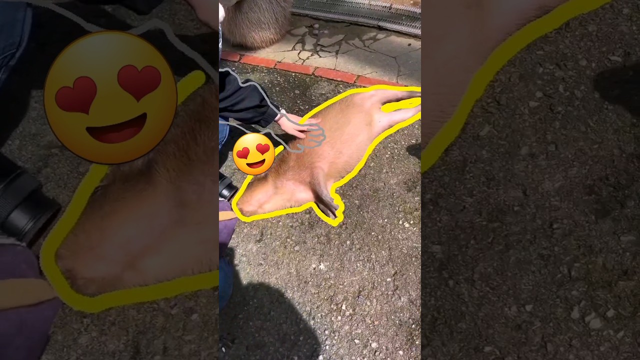 What are the best spots to cuddle a Capybara? [Read Description] 