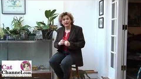 Clicker Training Lesson 1: Introduction - CatChannel.com