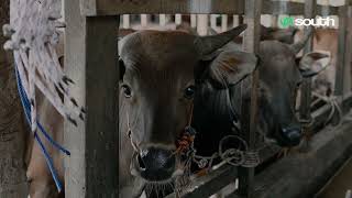 PERTENAKAN SAPI RUJITO : Belajar Berternak Dengan Guru Matematika | #SouthStory