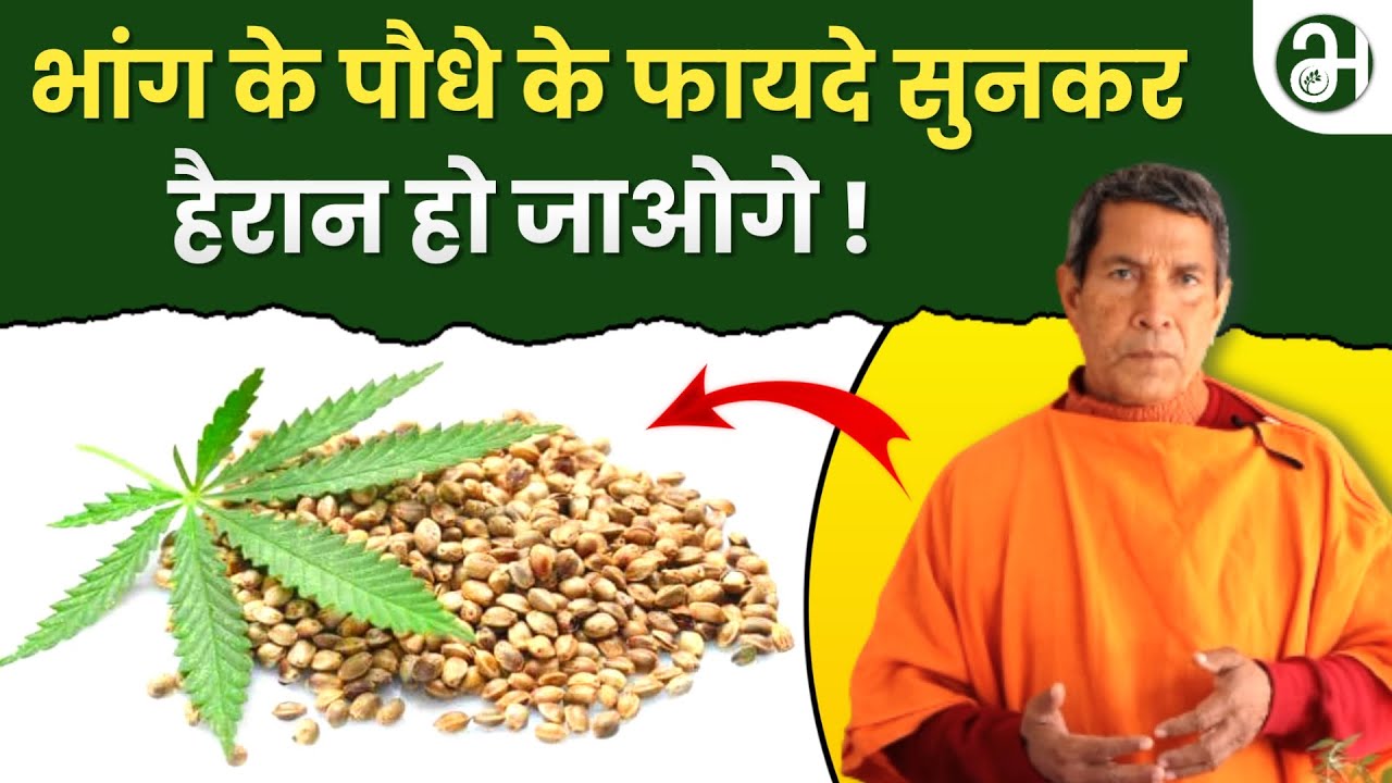 भांग का पौधा : आयुर्वेदिक चिकित्सा में इसकी अद्भुत शक्ति