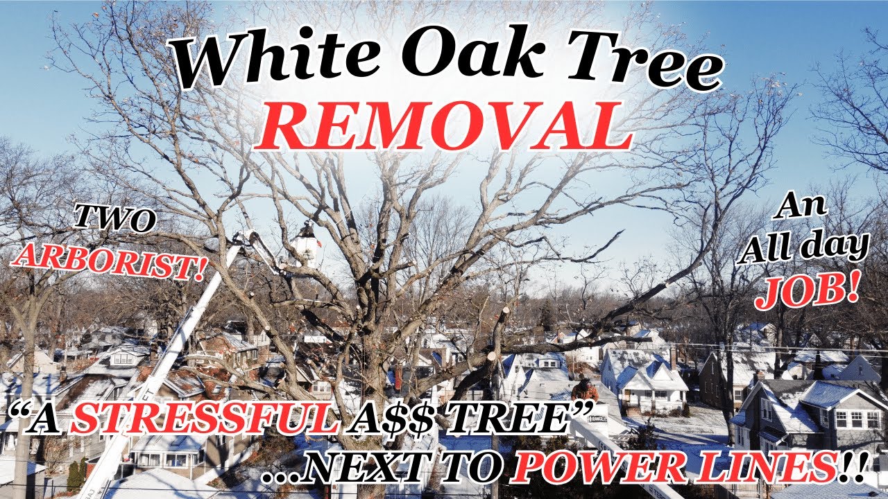 WHITE OAK TREE REMOVAL 🌳 | NEXT TO POWER LINES!! | 2 ARBORIST | GoPro ...