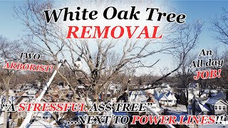 WHITE OAK TREE REMOVAL 🌳 | NEXT TO POWER LINES!! | 2 ARBORIST | GoPro + Drone footage!!