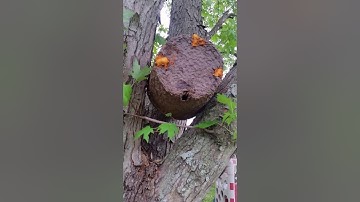 More Swarm Trap Activity.  More Free Bees on the Way!