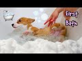 Puppy's first bath! Baby Corgi takes first bath!