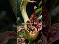 🐍 Cobra Lily — The Plant That Hunts Like a Snake #shorts #didyouknow #flora