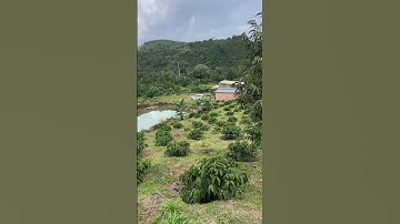 1 héc 6 cafe sầu riêng view suối thác đẹp đường nhựa giá 335tr/sào.Lộc Thành Bảo Lộc #0817187979