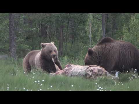 Video: Finland Is De Beste Reisbestemming Voor Dieren In Het Wild In