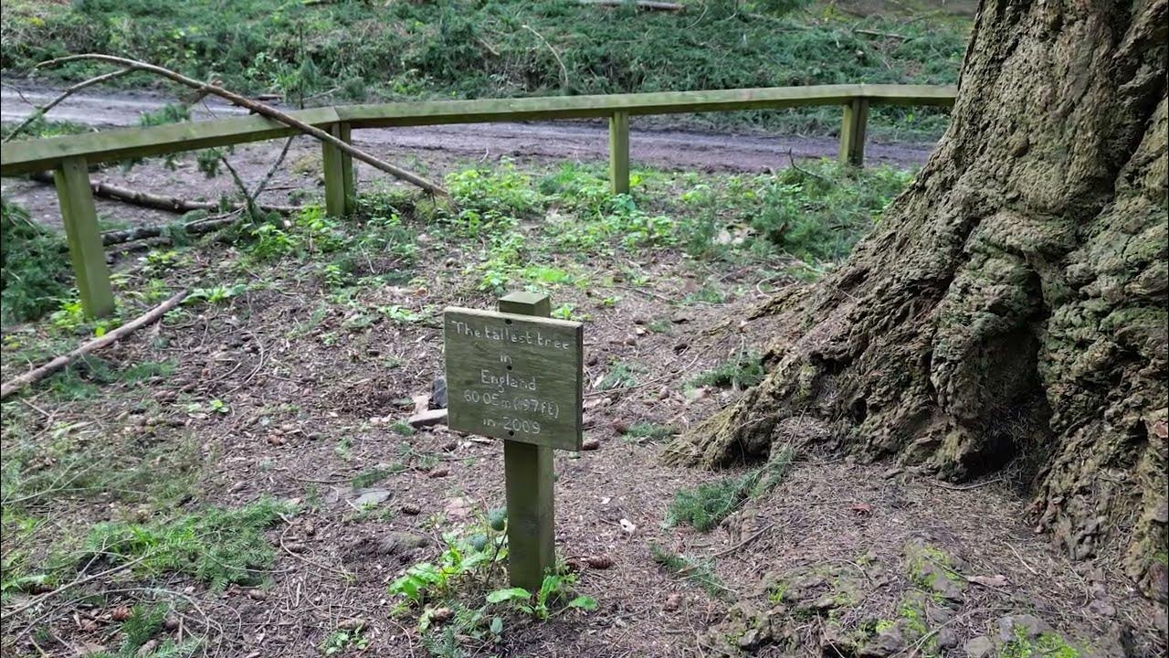 England's Tallest Tree Bottom YouTube