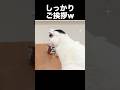 「こんにちは」と挨拶する猫