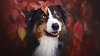 The Enchanting Magic of Australian Shepherds in Stories