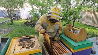 Борьба с роением пчёл. Проверка на наличие маточников