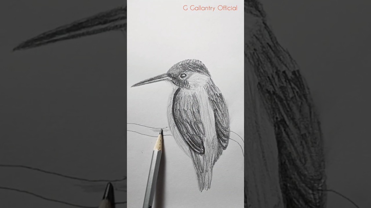 Kingfisher Drawing 