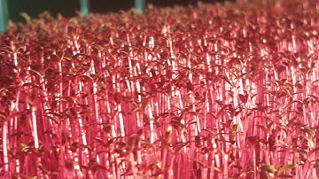 Amaranth Microgreens Are Beautiful