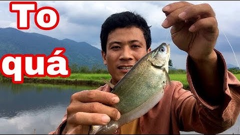 Lần Đầu Tiên Câu Được Cá Thác Lác Khủng | buổi câu cá quá hên của Quân VlogFood