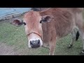 Purana Mandir wali vlog Raiganj