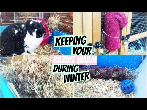 Video: Keeping Rabbits In Winter