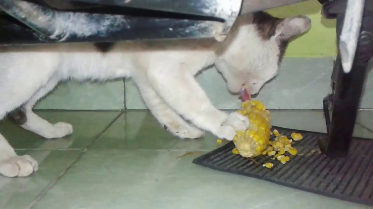 kucing nyokap yang hoby banget makan jagung rebus hahaha 