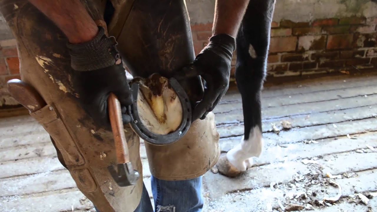 Horseshoeing Martín Hernández YouTube