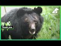 Rescued moon bear finally finds her freedom