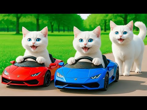 Mama Cat Trims Fur On The Farm And Makes Tiger Hat For Kittens At Home