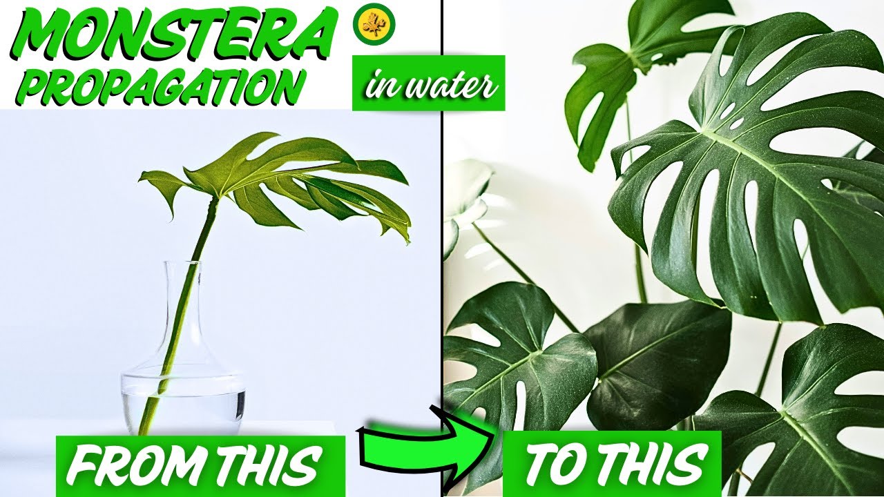 philodendron verrucosum vs incensi Philodendron verrucosum 'Incensi' €12.99 to €29.99