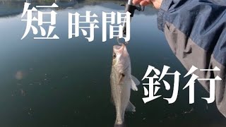 短時間で1本捻り出してみた。【レアリスシャッド】