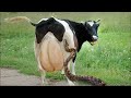 Farm #WithMe Pretty Girl Dangerous STIHL Chainsaw Tree Cutting Cow Milking Cure Cows BABY CALF BORN
