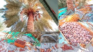 खजूर की कटाई || Dates plam harvesting in Saudi Arabia||#saudiarabiavlogs