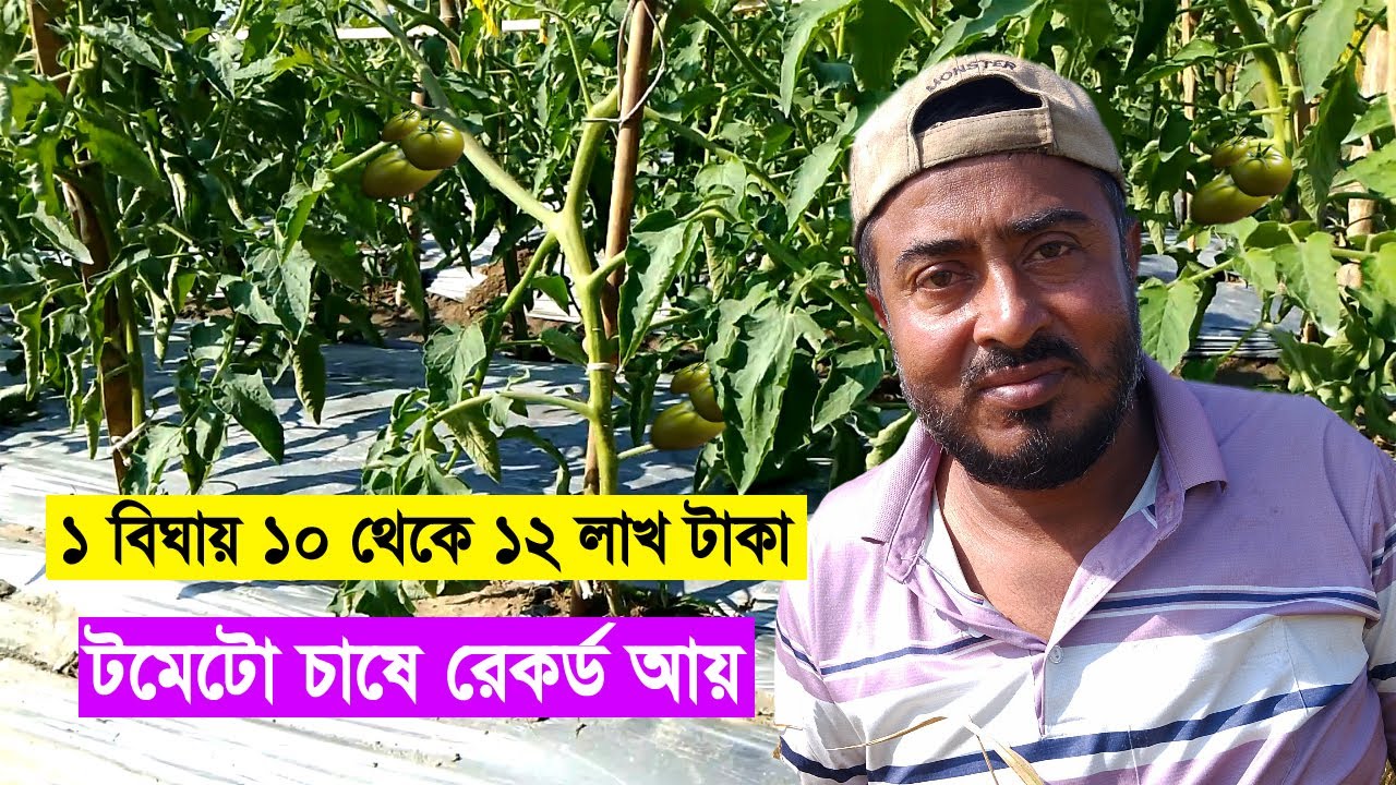 ১ বিঘা জমিতে টমেটো চাষে ১০–১২ লাখ টাকা আয় | 17-12 জাতের টমেটোর সম্পূর্ণ হিসাব ও চাষ পদ্ধতি