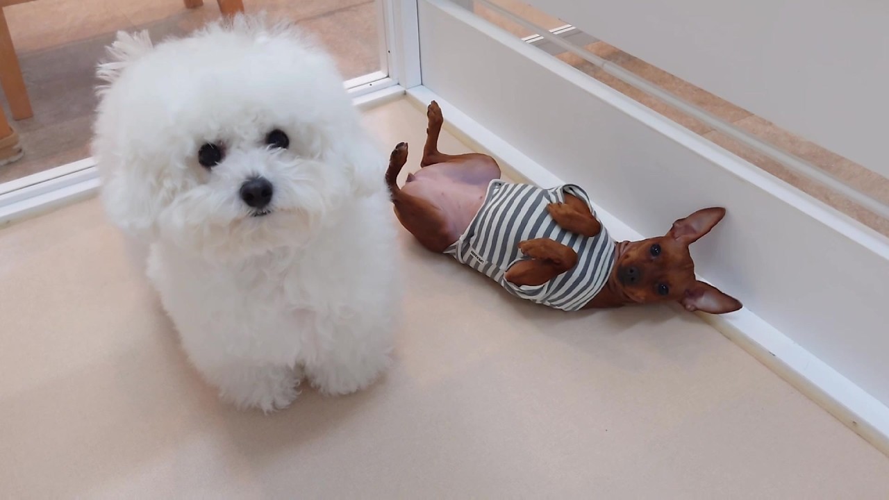 ビションフリーゼを誘うミニピン　🐶ひみつきちなう！②🐶  2026年2月22日