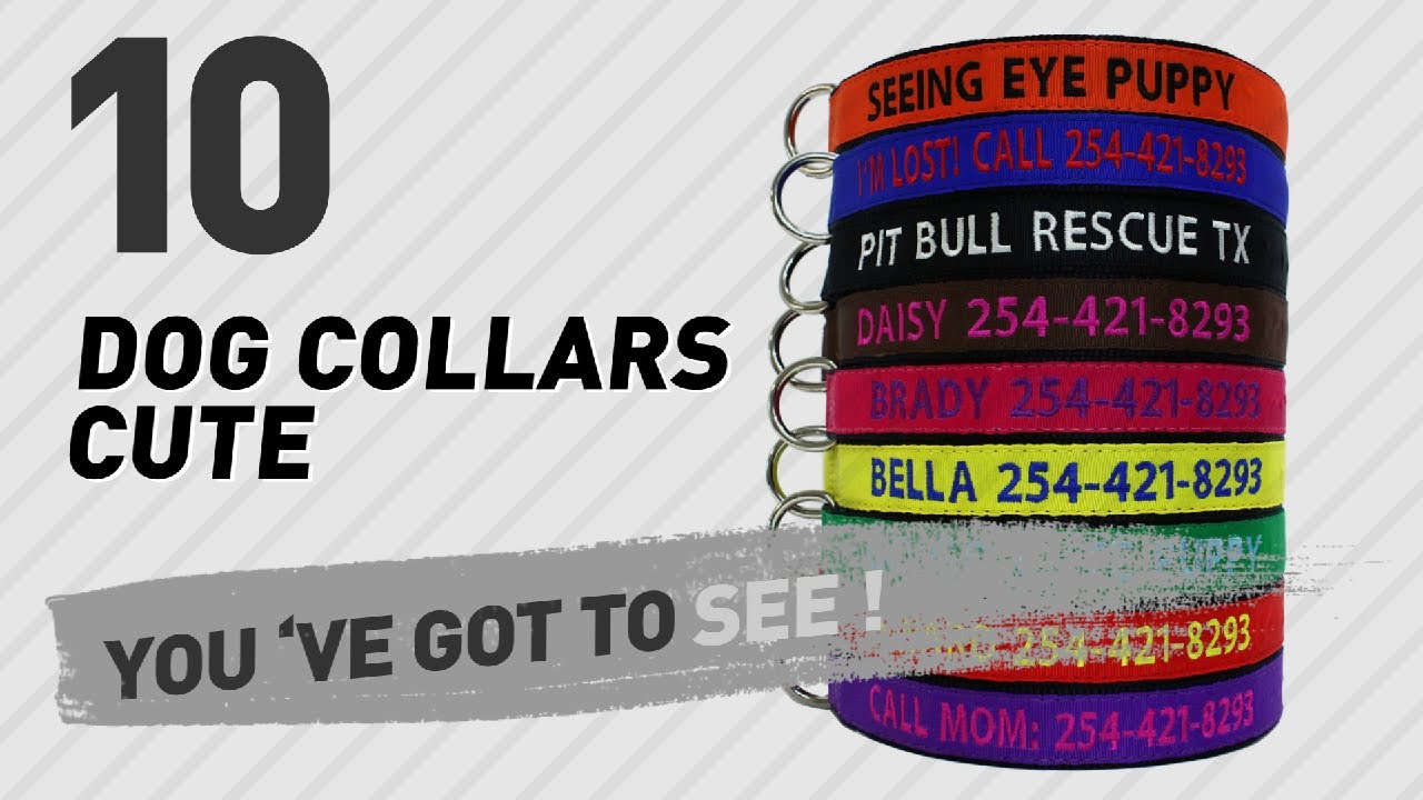 cats inn Dog Collars Cute // Top 10 Most Popular