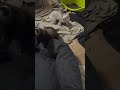 Jeb Dont Lie Oh My My☝️😲 #love #ferret #pets #live #livestream #ytshorts #furfriends #animals #funny
