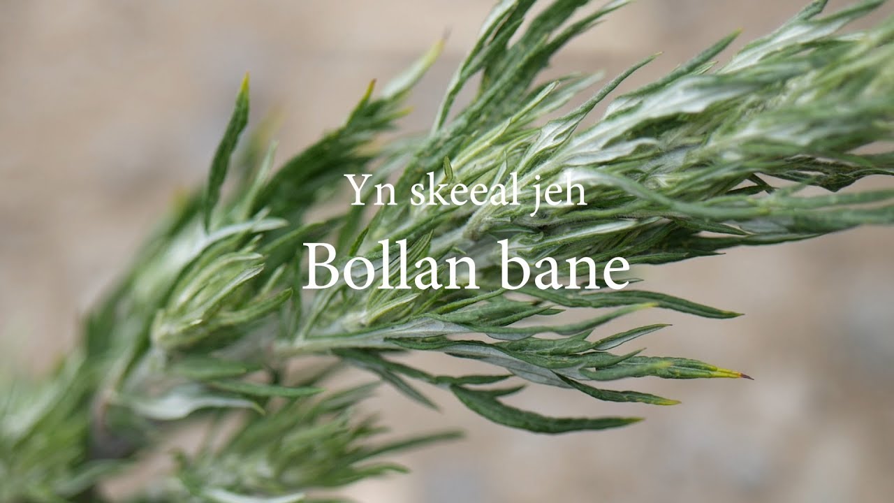 Yn skeeal jeh Bollan Bane