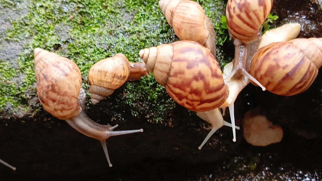 A close-up look at the unique forest snail colonies 