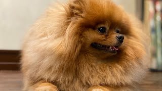 Can Pomeranians be left outside in cold weather?
